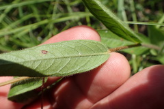 Ludwigia hirtella