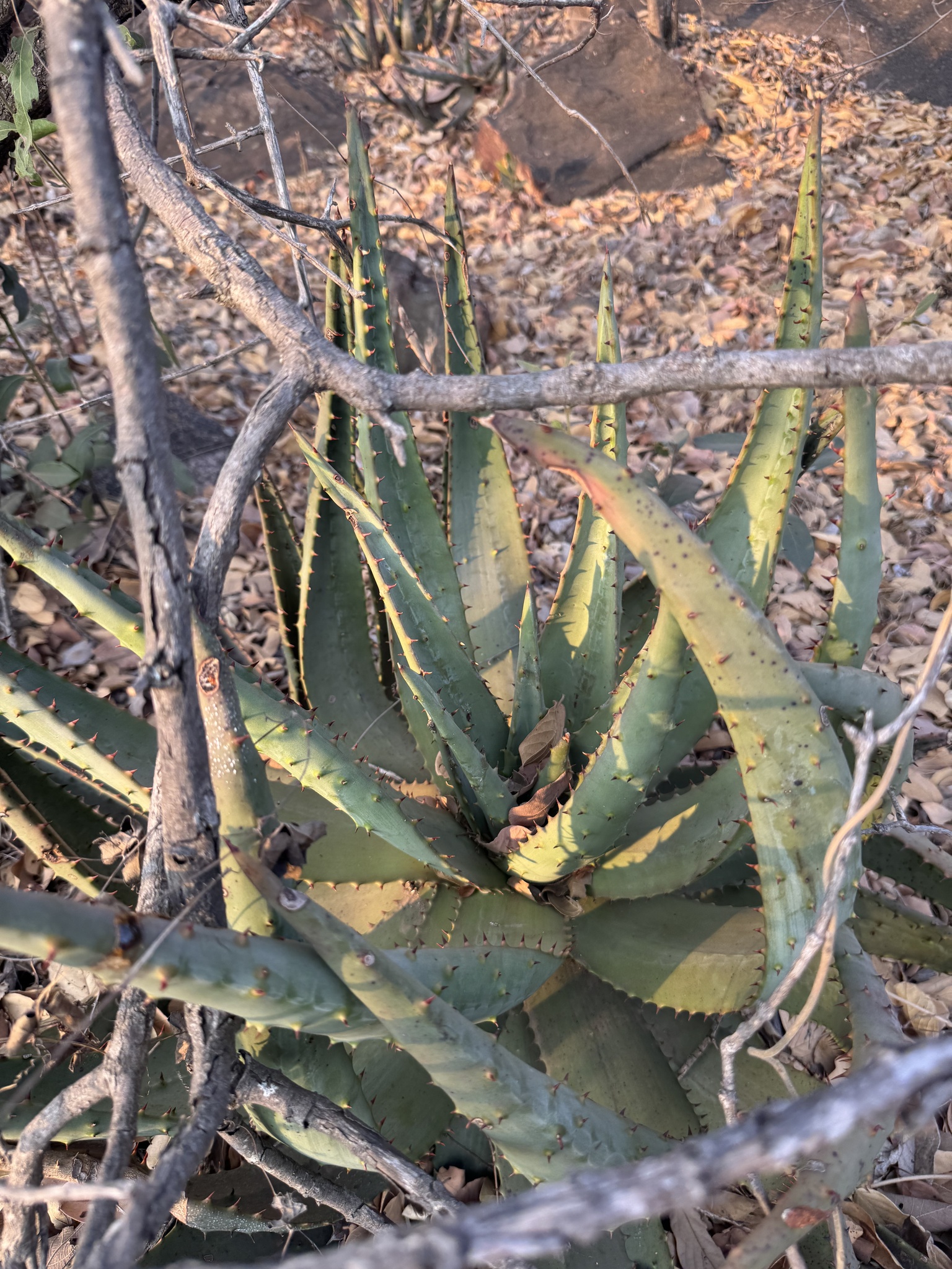 Imagem de Aloe espinhosa