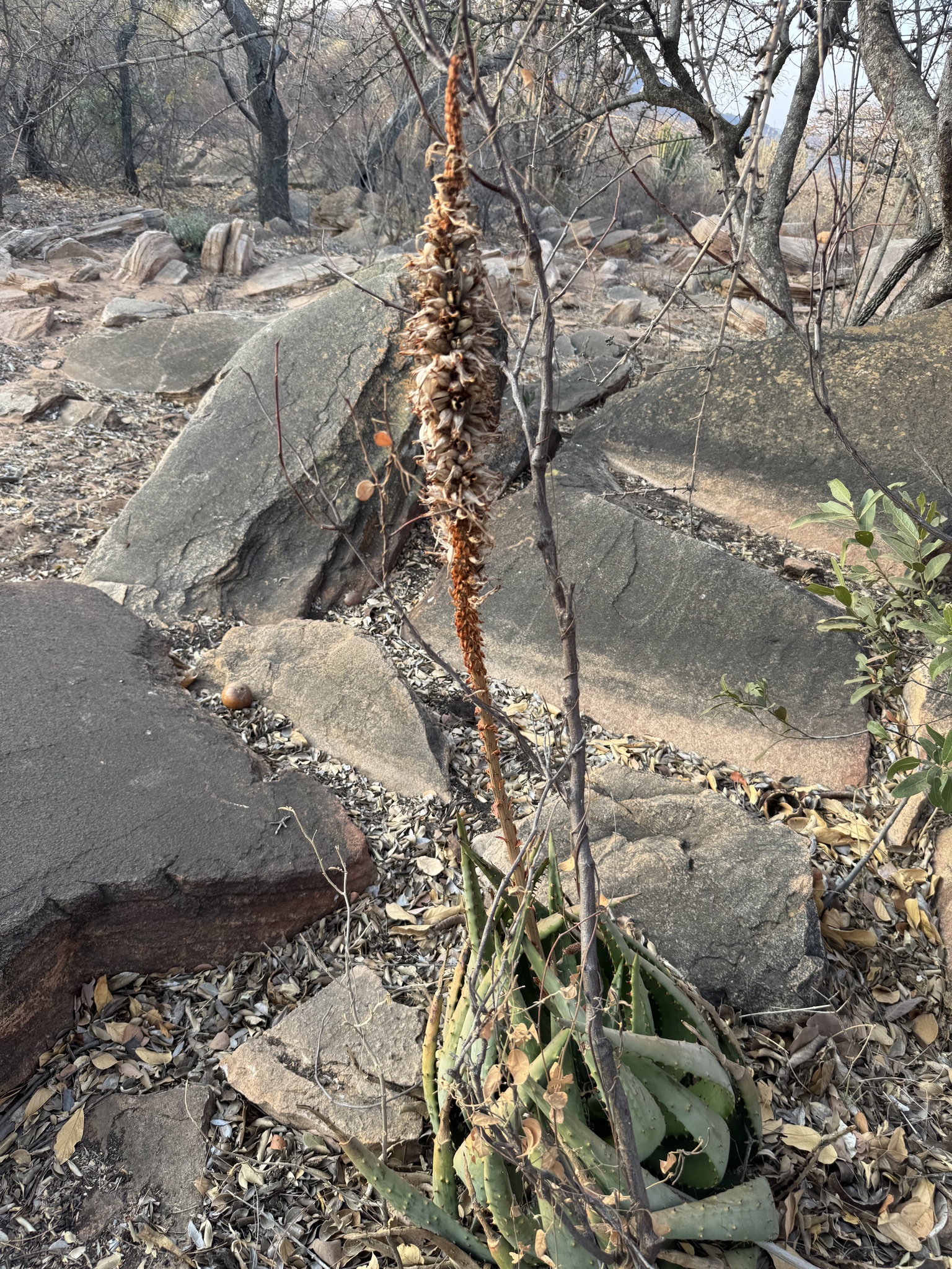 Imagem de Aloe espinhosa