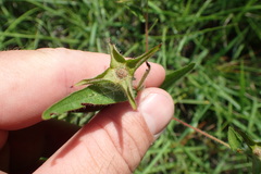 Ludwigia hirtella
