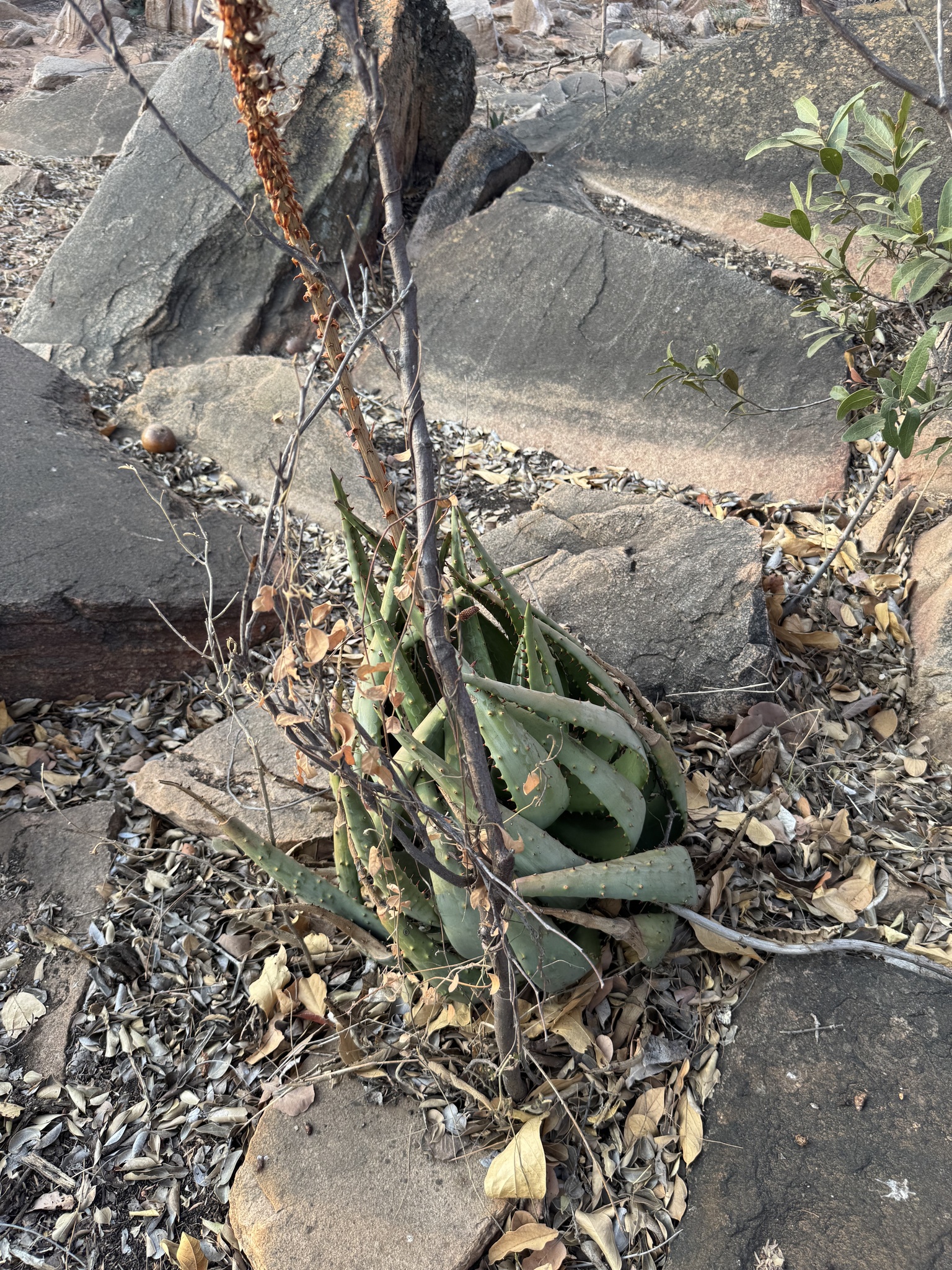Imagem de Aloe espinhosa
