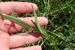 Ludwigia hirtella