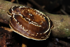 Entoloma wednae