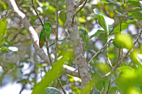 Sangihe Hanging Parrot (Loriculus catamene), photo 8