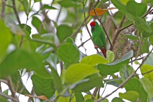 Sangihe Hanging Parrot (Loriculus catamene), photo 4