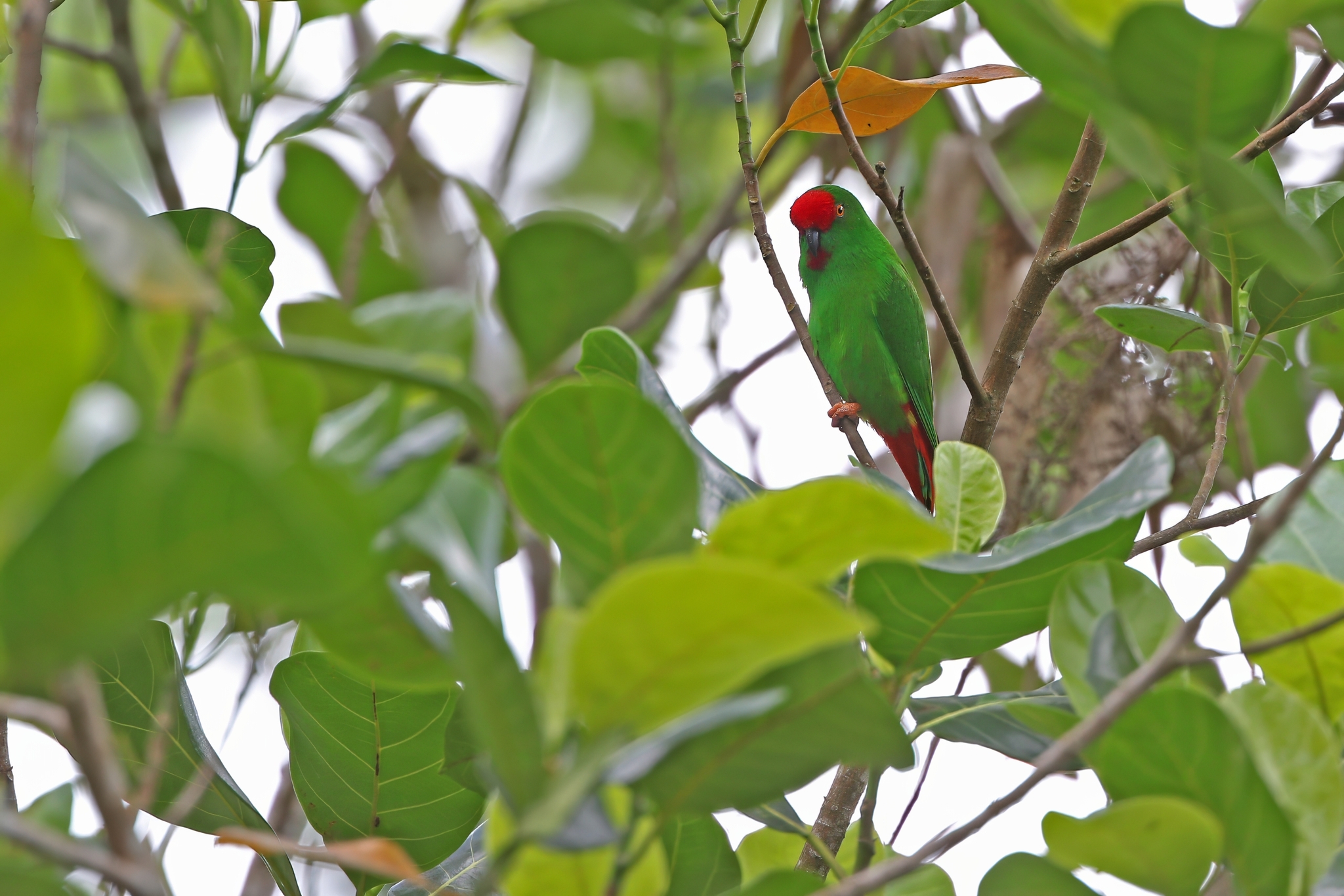 Sangihe Hanging Parrot (Loriculus catamene), photo 4