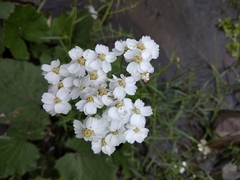Achillea ptarmicifolia