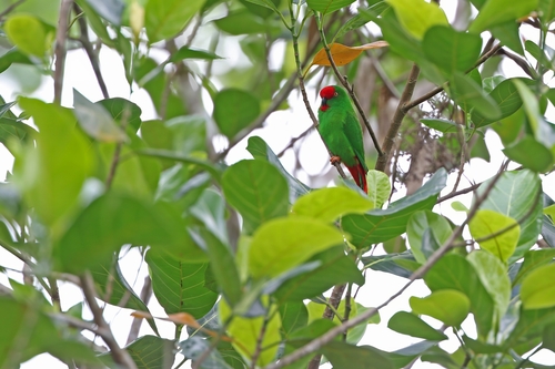 Sangihe Hanging Parrot (Loriculus catamene), photo 9
