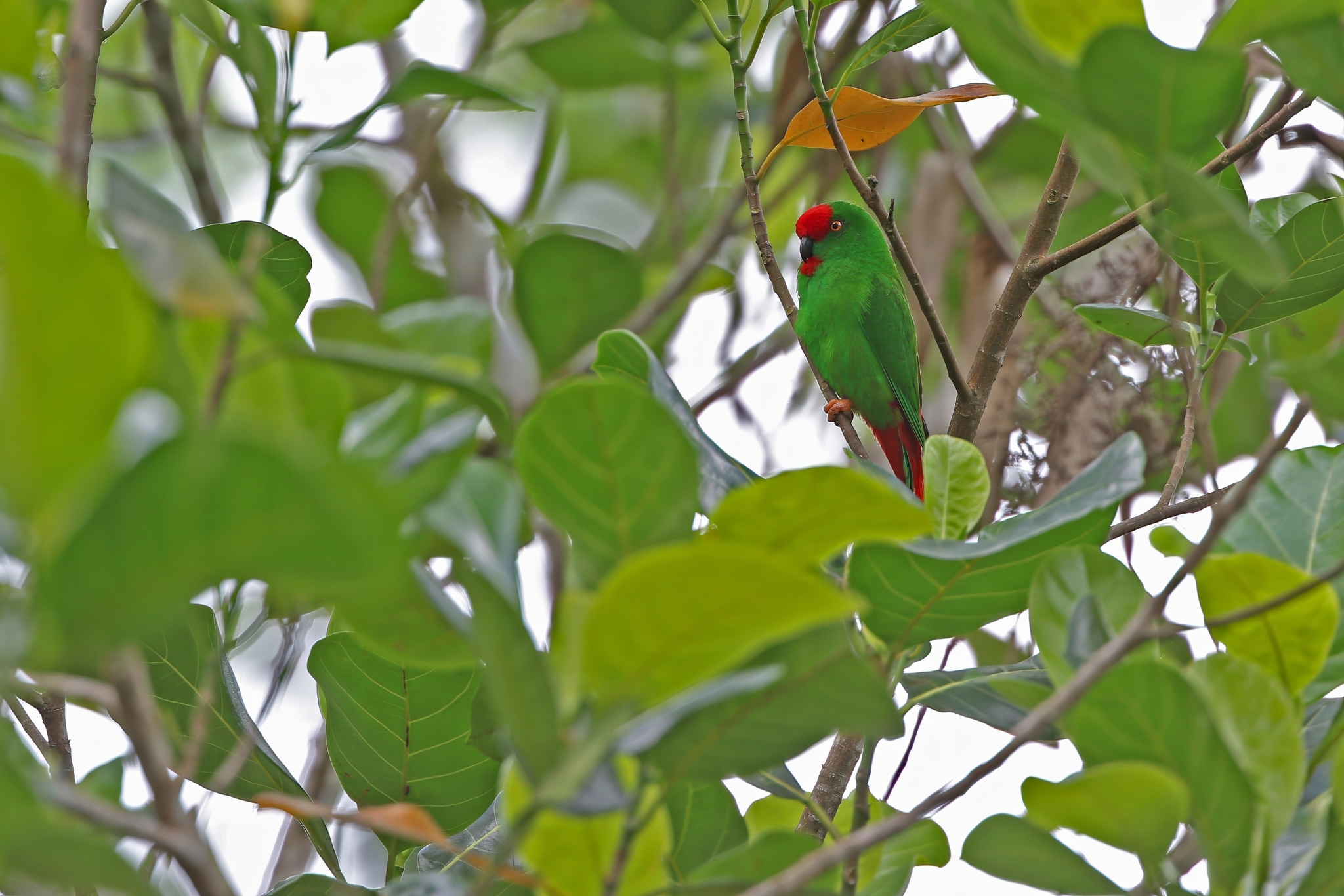 Sangihe Hanging Parrot (Loriculus catamene), photo 5