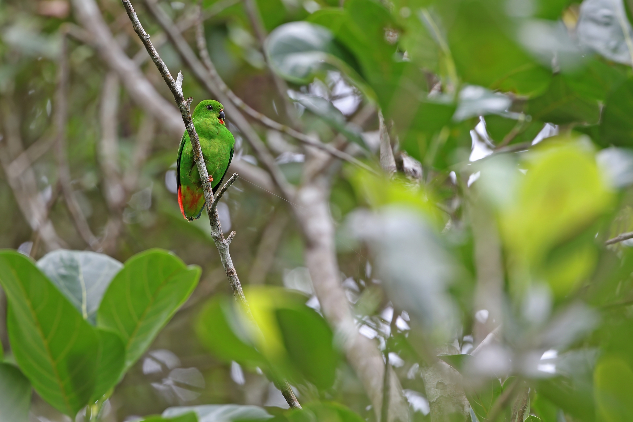 Sangihe Hanging Parrot (Loriculus catamene), photo 3