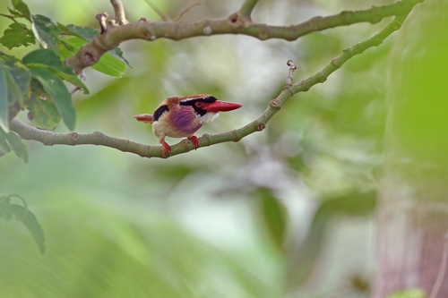 Sangihe Lilac Kingfisher (Cittura sanghirensis), photo 3