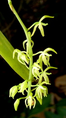 Notylia pubescens