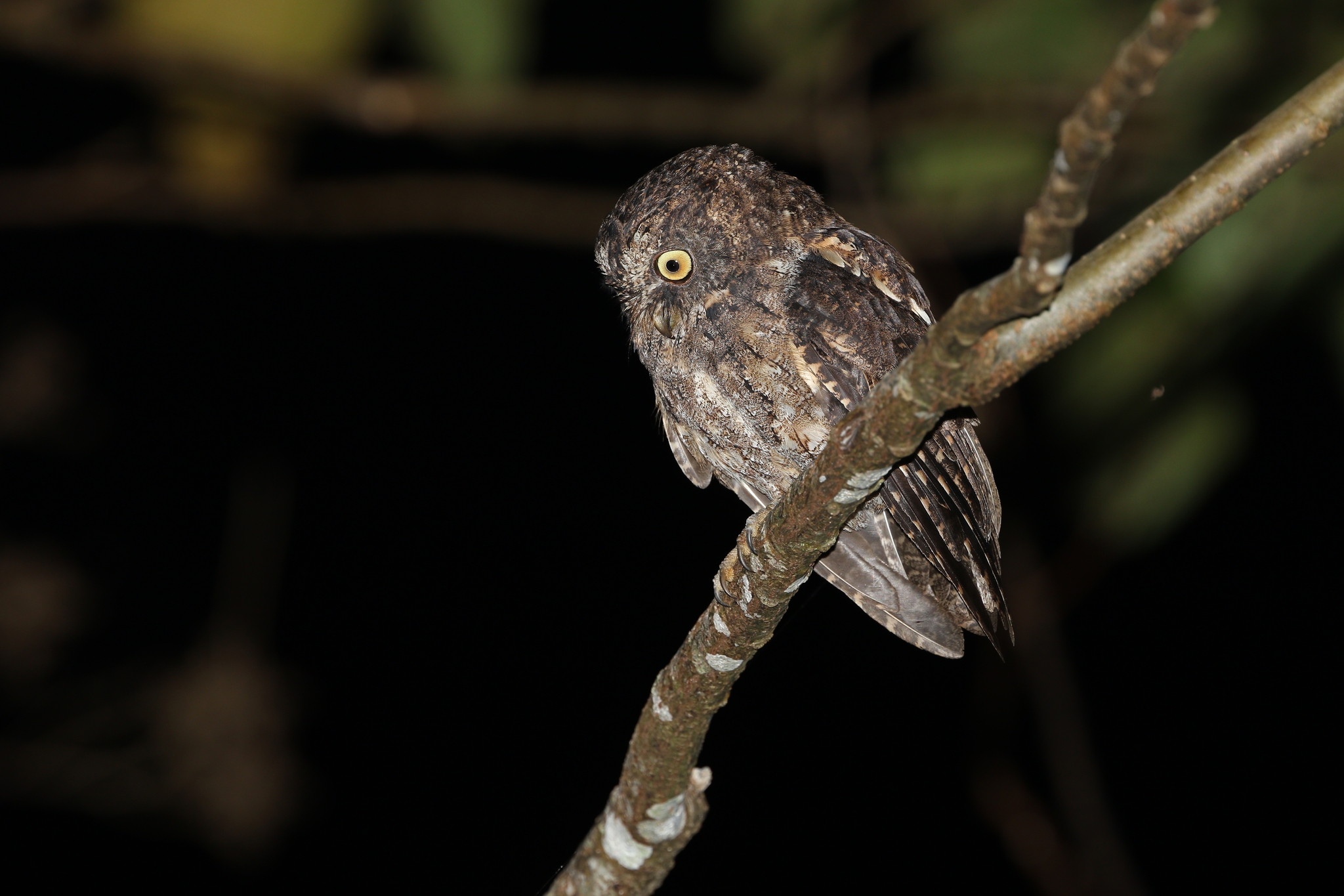 Sangihe Scops Owl (Otus collari), photo 3
