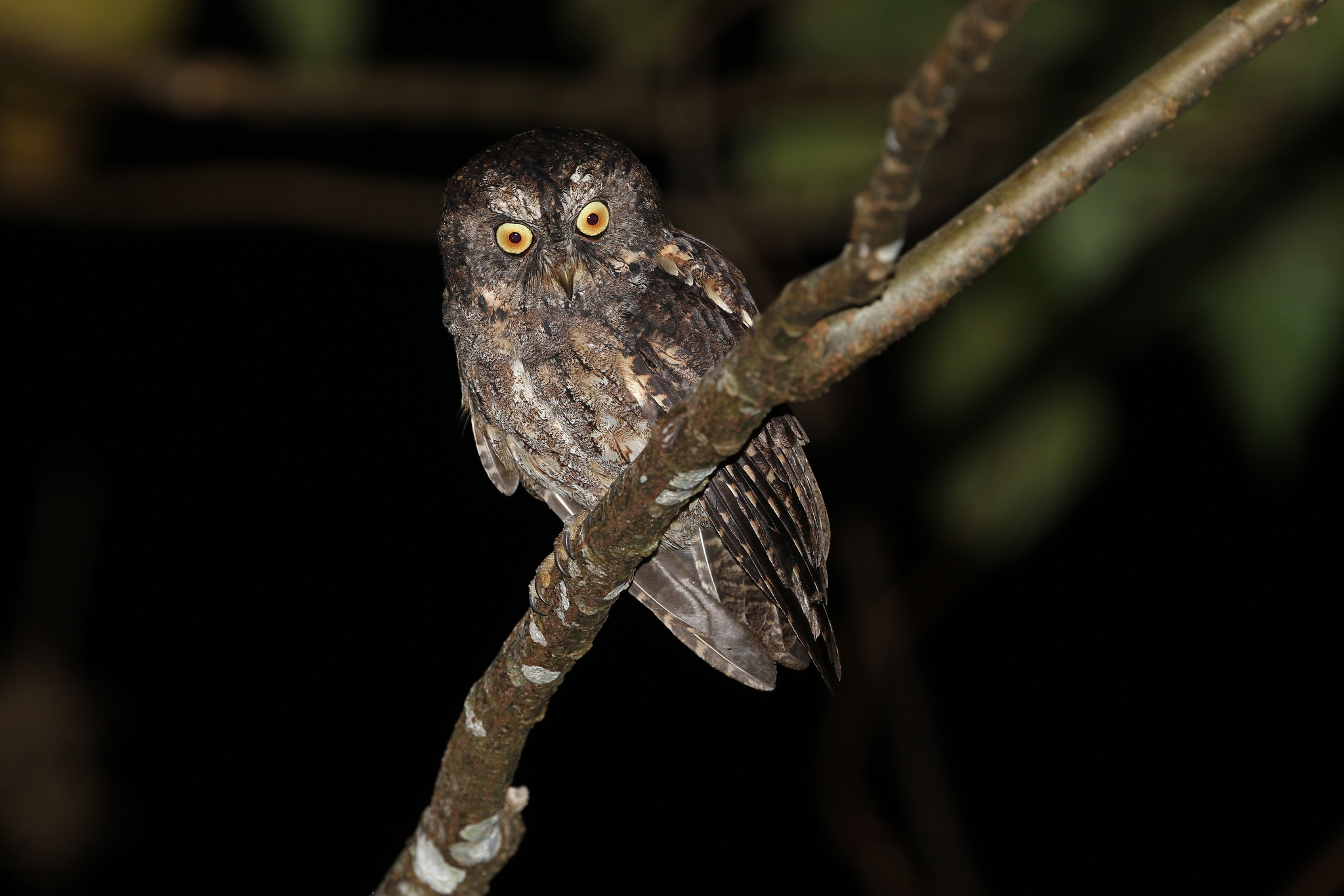 Sangihe Scops Owl (Otus collari), photo 4