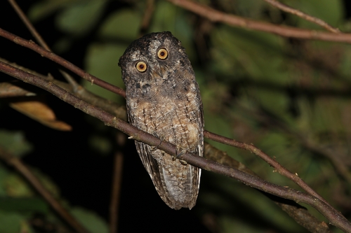 Sangihe Scops Owl (Otus collari), photo 5