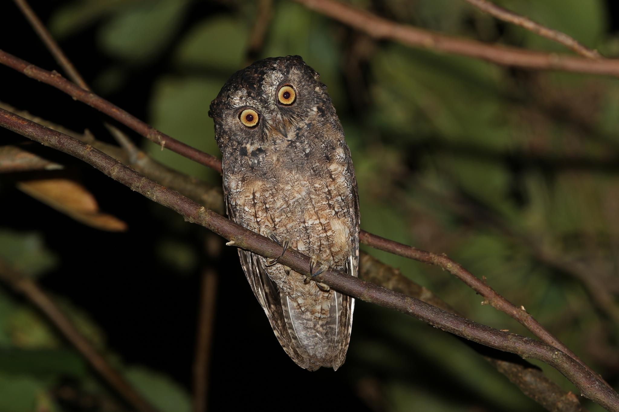 Sangihe Scops Owl (Otus collari), photo 5