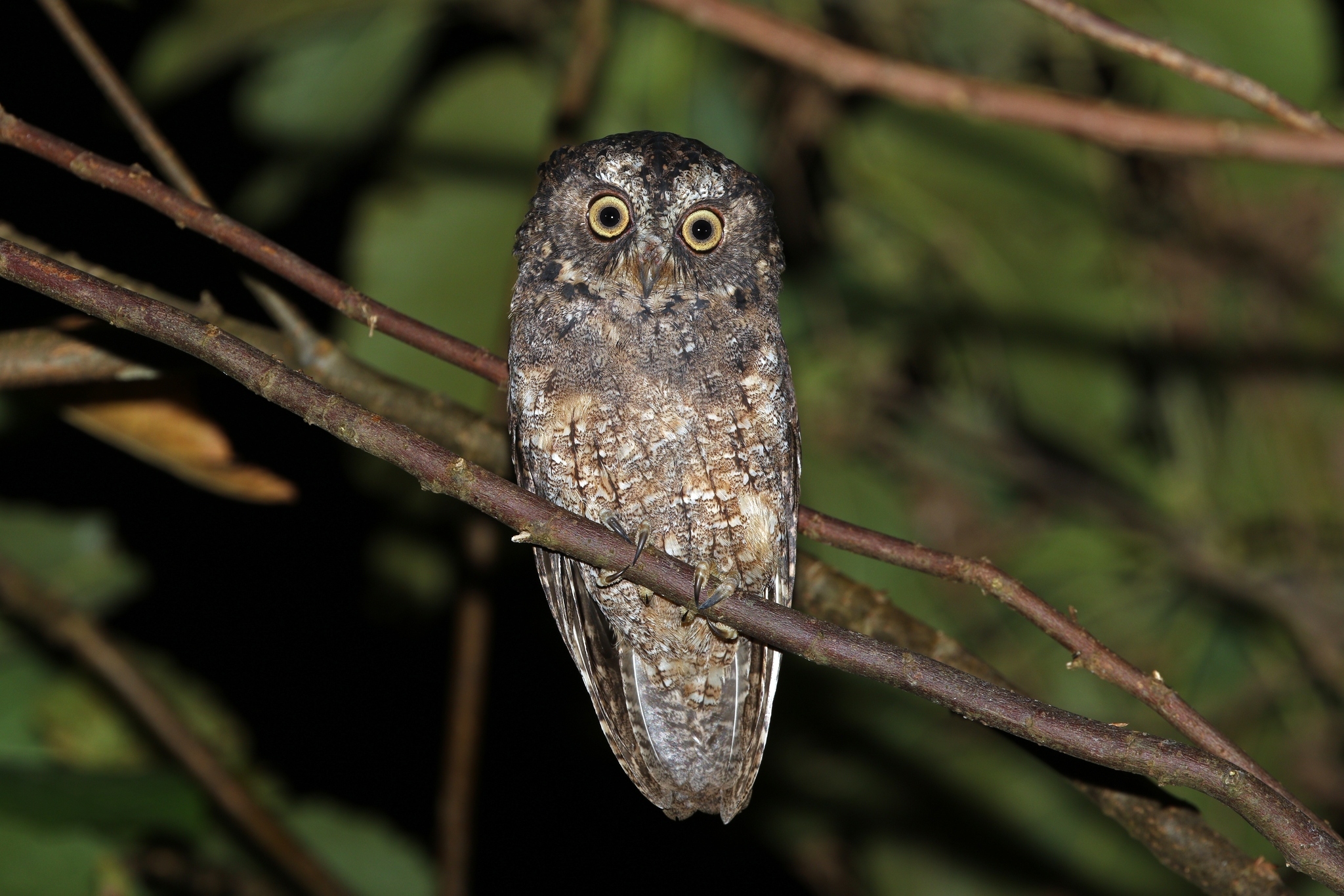 Sangihe Scops Owl (Otus collari), photo 1