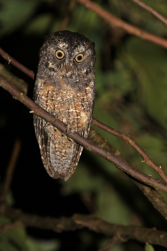 Sangihe Scops Owl (Otus collari), photo 2