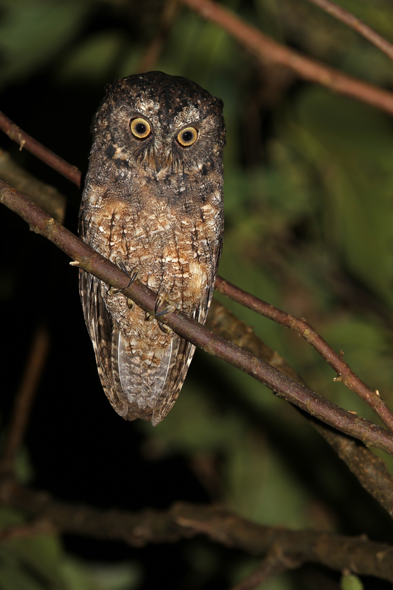 Sangihe Scops Owl (Otus collari), photo 2