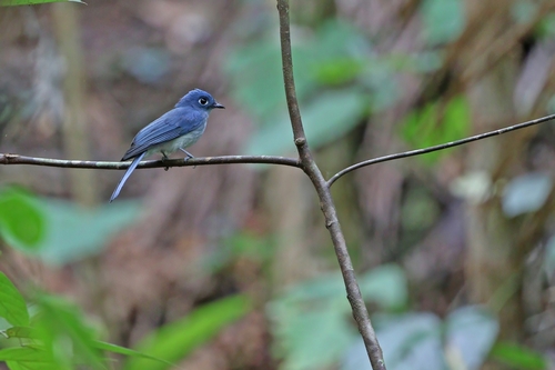 Cerulean Flycatcher (Eutrichomyias rowleyi), photo 2