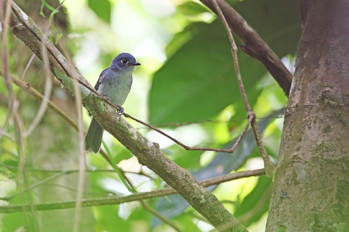 Cerulean Flycatcher (Eutrichomyias rowleyi), photo 5