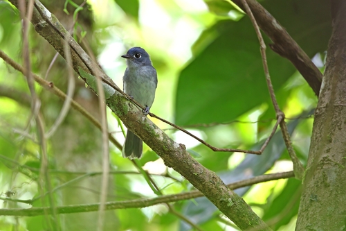 Cerulean Flycatcher (Eutrichomyias rowleyi), photo 6