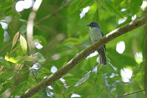 Cerulean Flycatcher (Eutrichomyias rowleyi), photo 8