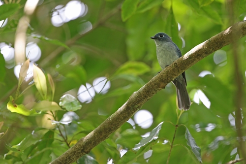 Cerulean Flycatcher (Eutrichomyias rowleyi), photo 7