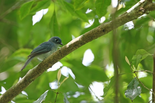 Cerulean Flycatcher (Eutrichomyias rowleyi), photo 1