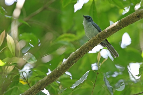 Cerulean Flycatcher (Eutrichomyias rowleyi), photo 9