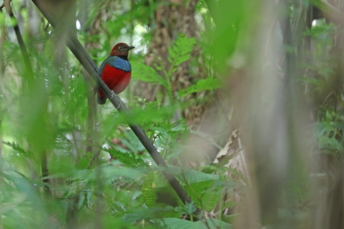 Sulawesi Pitta (Erythropitta celebensis), photo 4