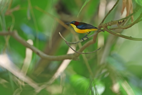 Elegant Sunbird (Aethopyga duyvenbodei)