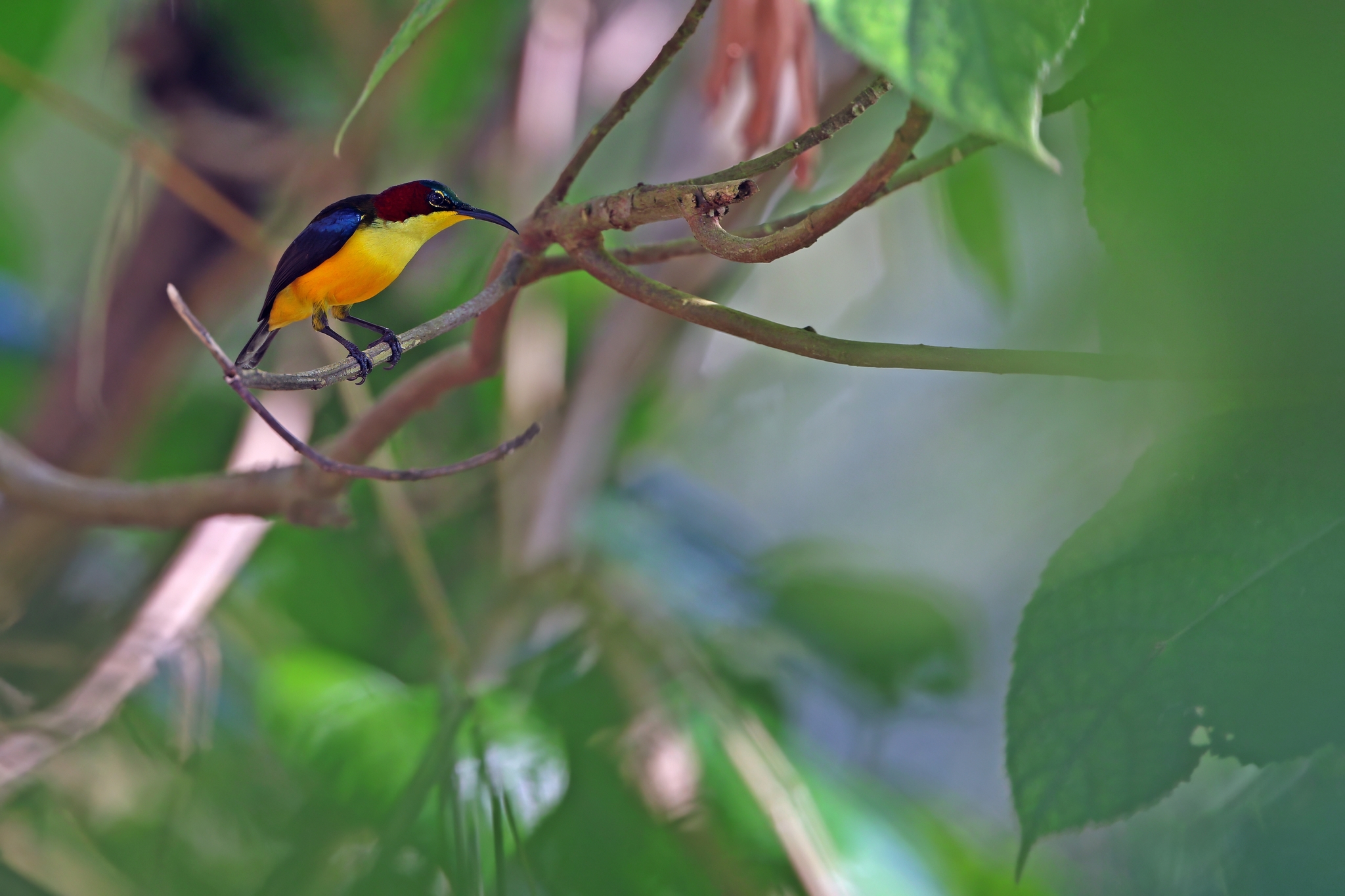 Elegant Sunbird (Aethopyga duyvenbodei), photo 2