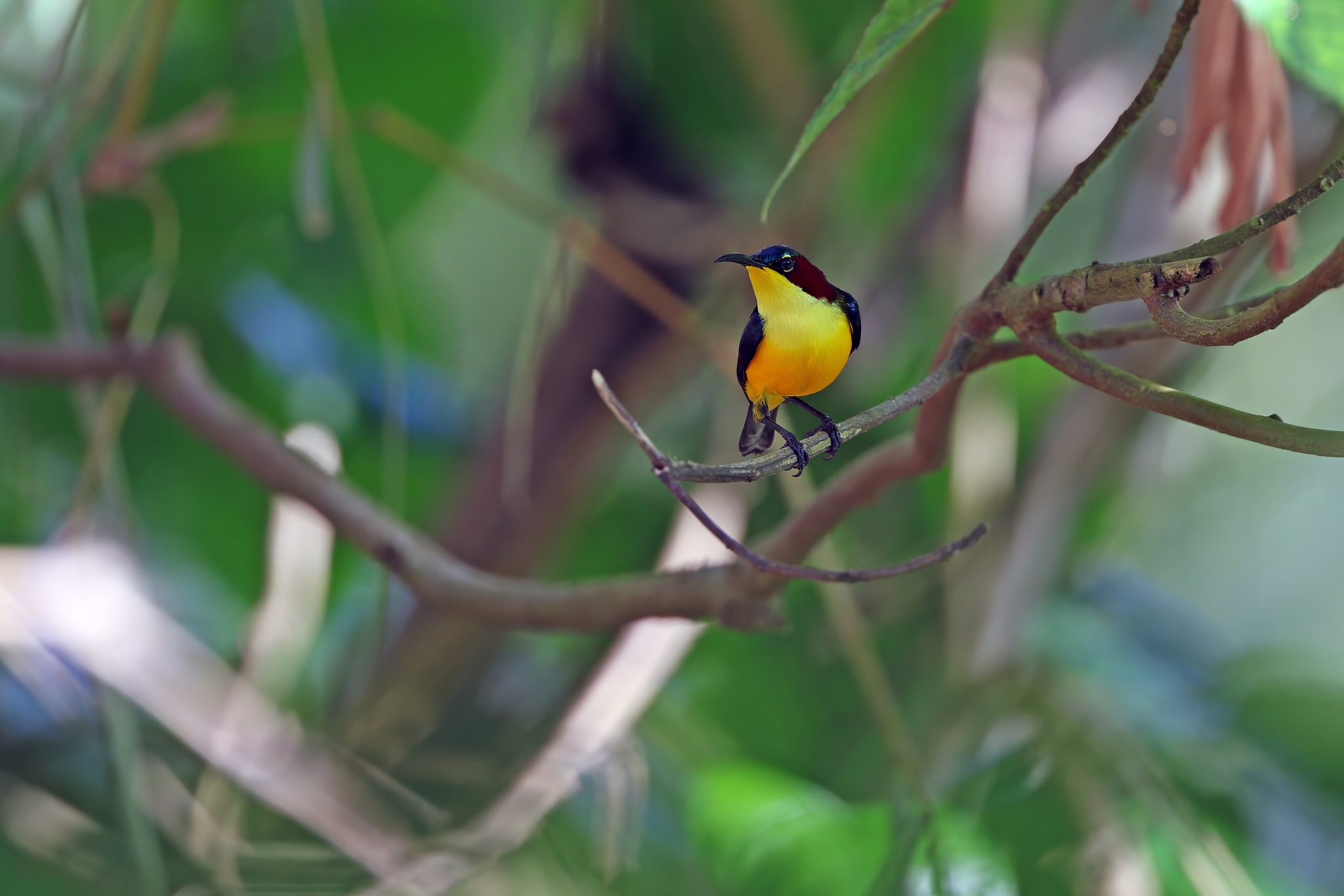 Elegant Sunbird (Aethopyga duyvenbodei), photo 5