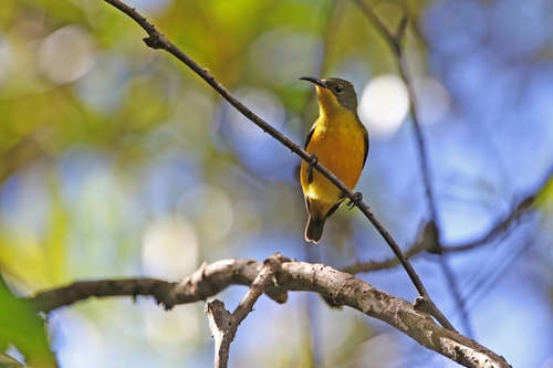 Elegant Sunbird (Aethopyga duyvenbodei), photo 5