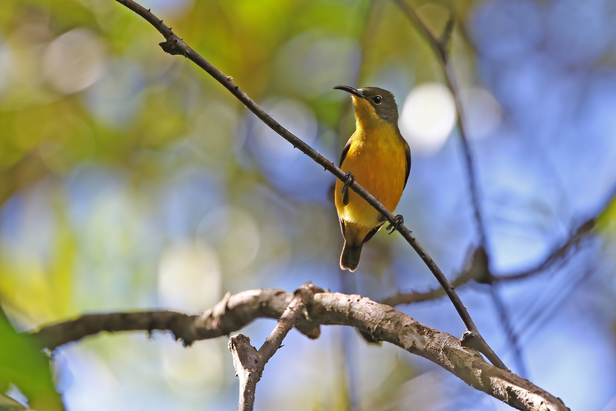 Elegant Sunbird (Aethopyga duyvenbodei), photo 7