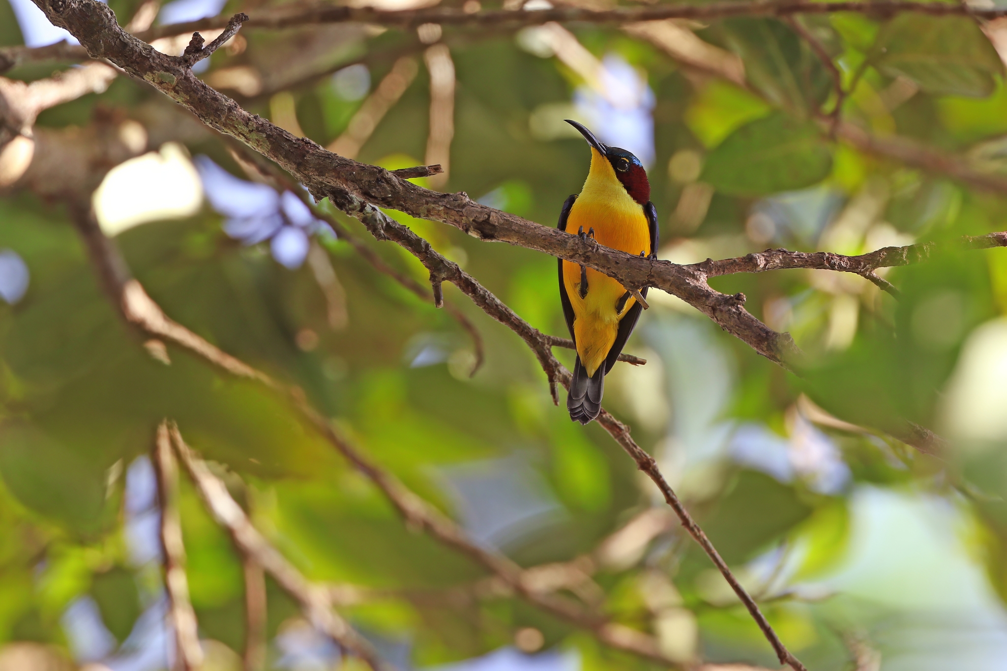 Elegant Sunbird (Aethopyga duyvenbodei), photo 6