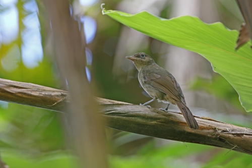 Sangihe Whistler (Coracornis sanghirensis), photo 7