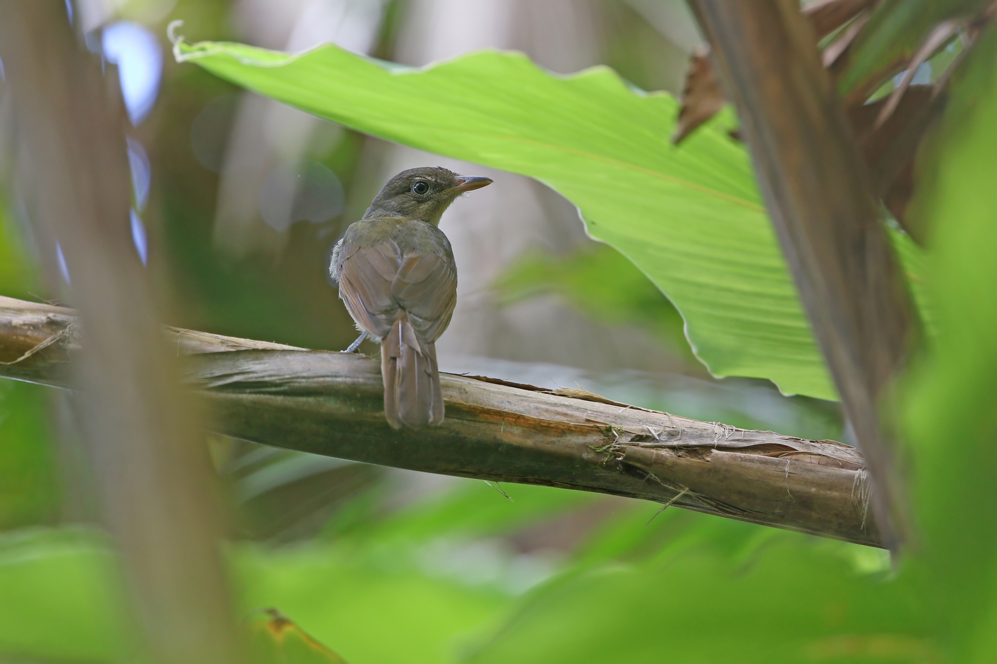 Sangihe Whistler (Coracornis sanghirensis), photo 2