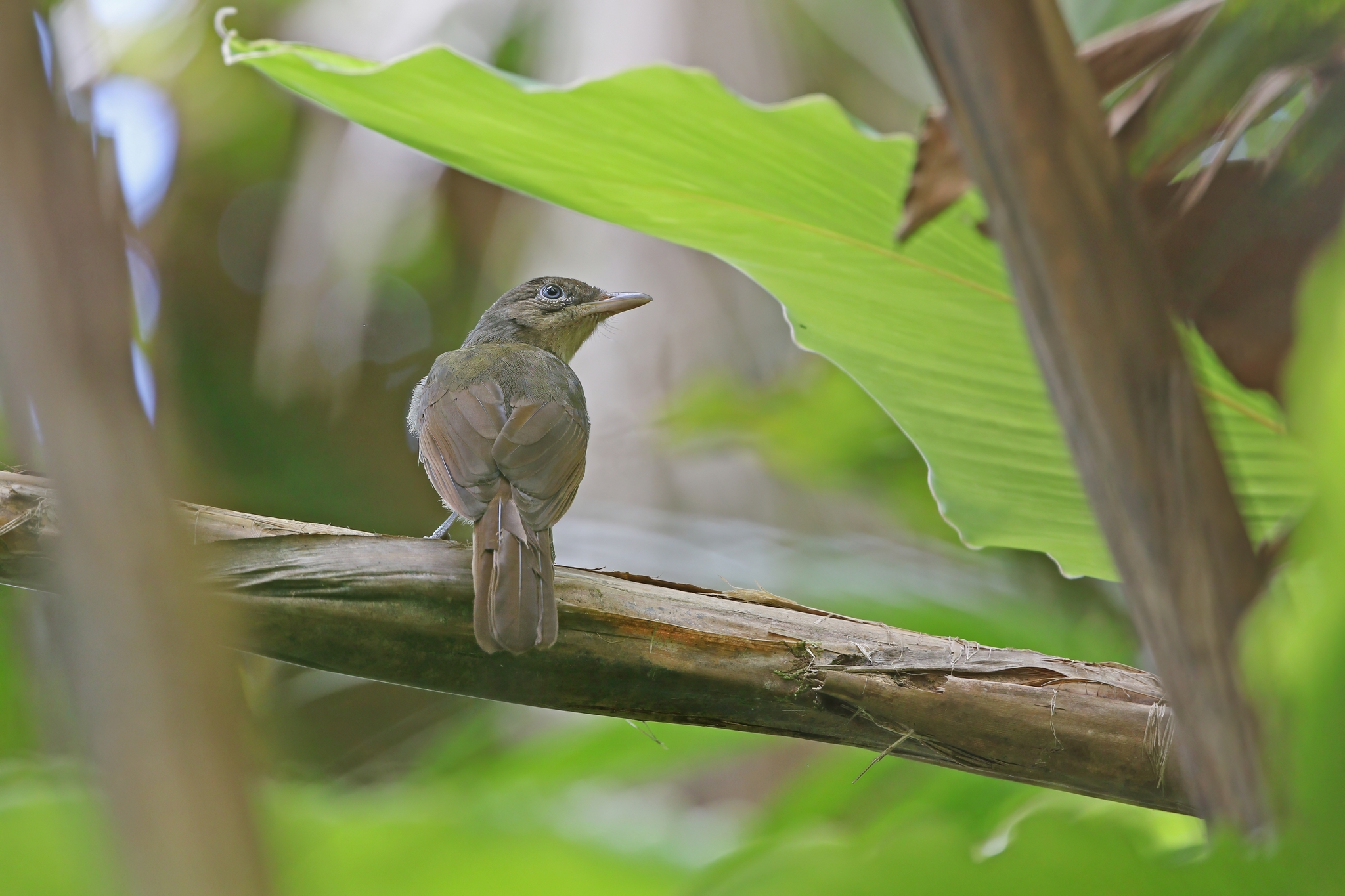 Sangihe Whistler (Coracornis sanghirensis), photo 3