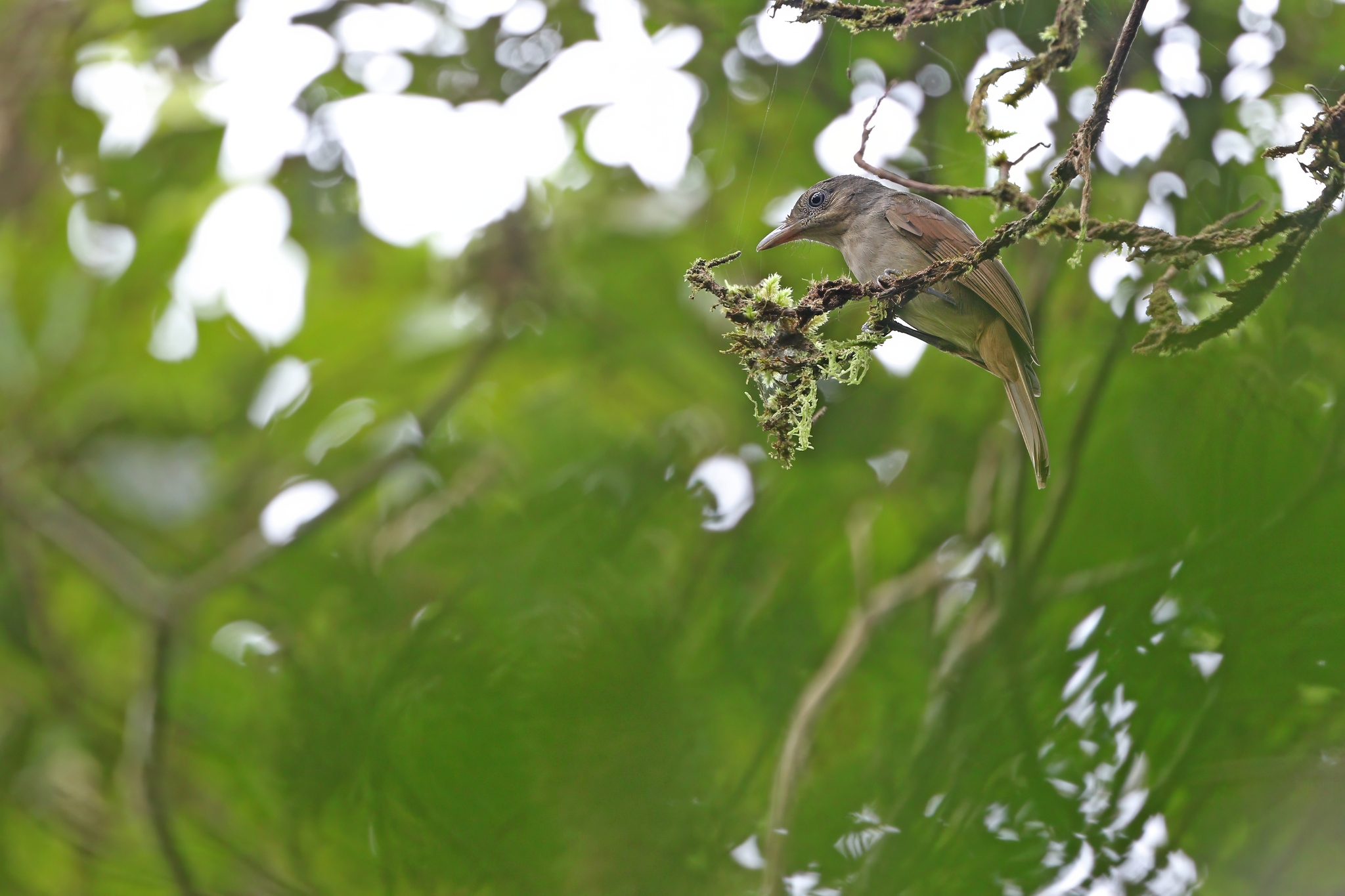 Sangihe Whistler (Coracornis sanghirensis), photo 5