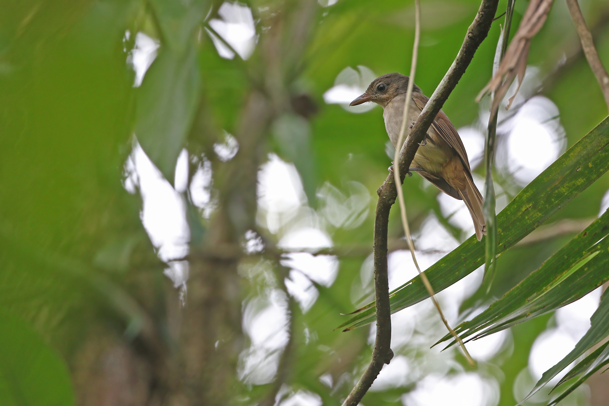 Sangihe Whistler (Coracornis sanghirensis), photo 4