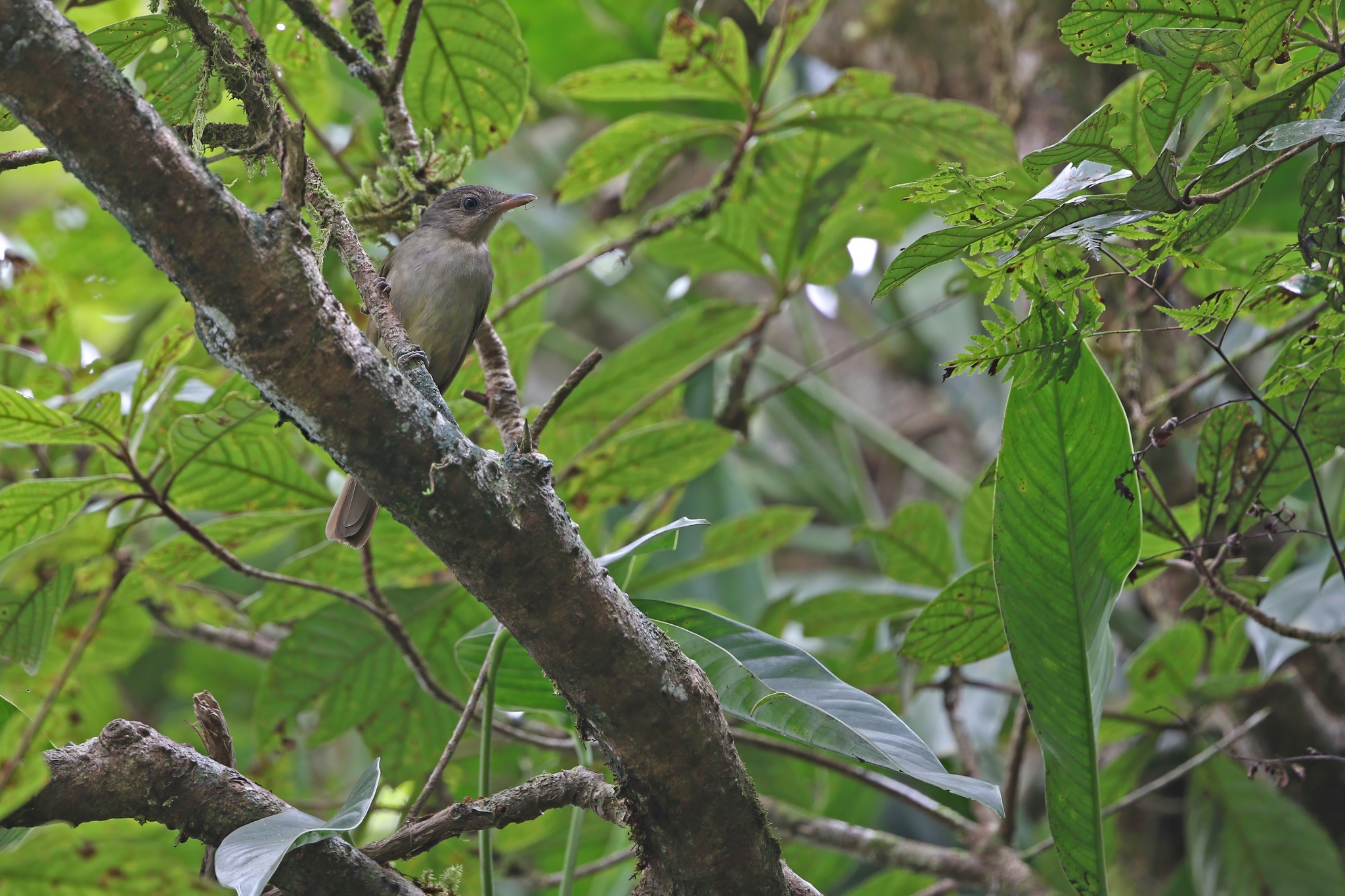Sangihe Whistler (Coracornis sanghirensis), photo 6