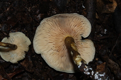 Entoloma wednae
