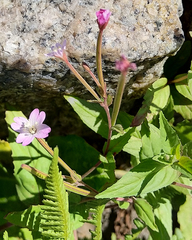 Epilobium adenocaulon