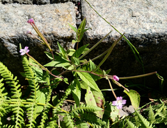Epilobium adenocaulon