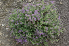 Ziziphora serpyllacea