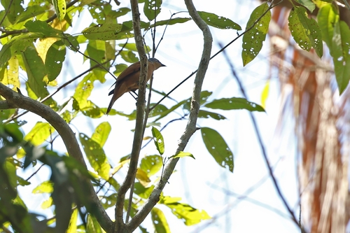 Banggai Cicadabird (Edolisoma pelingi), photo 5