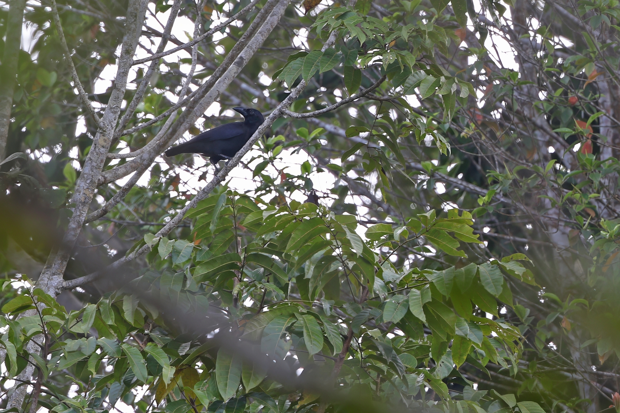 Banggai Crow (Corvus unicolor), photo 8