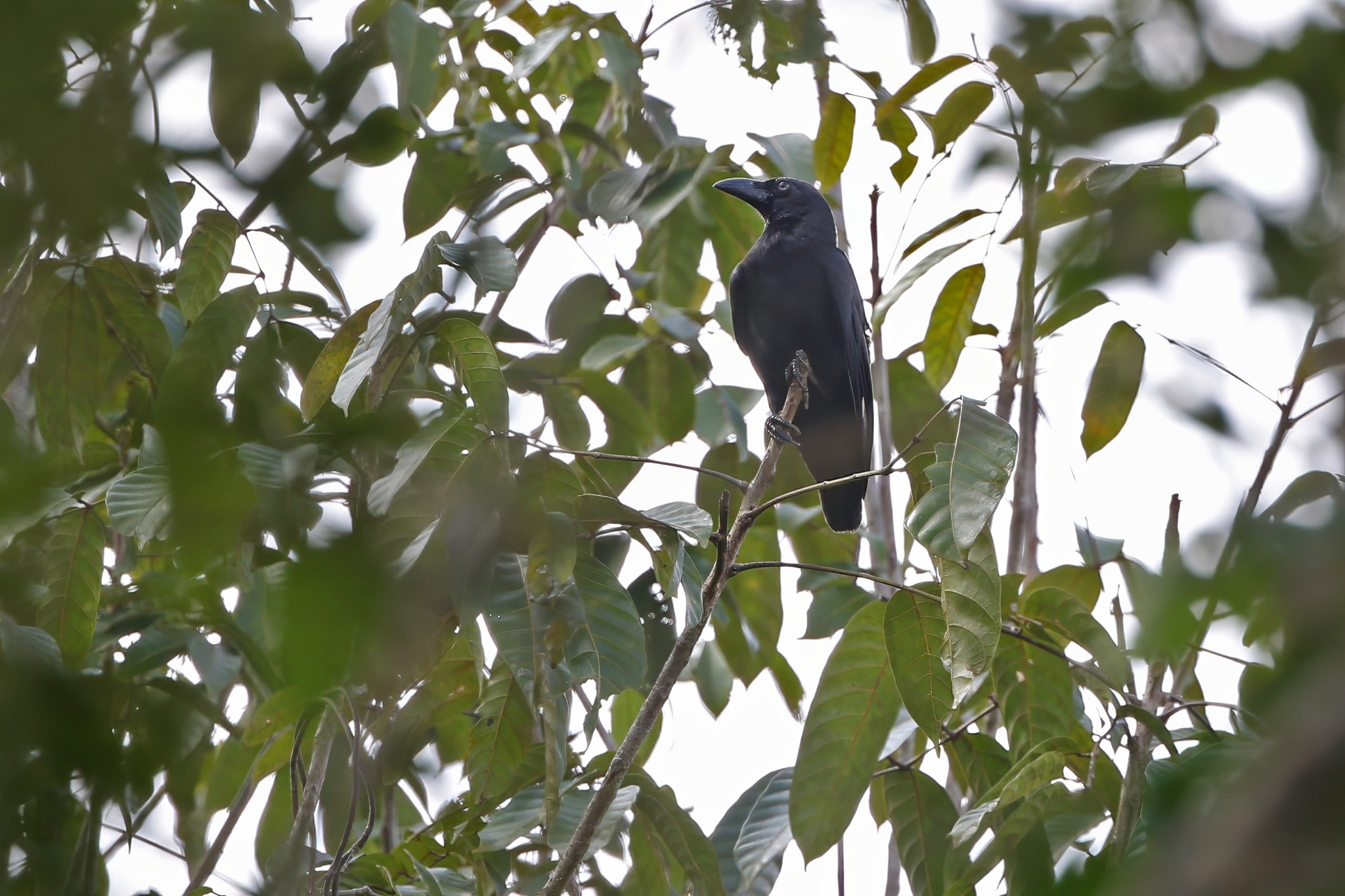 Banggai Crow (Corvus unicolor), photo 6